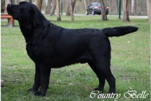 Countrybelle_labrador kan_Jumbo_főkép