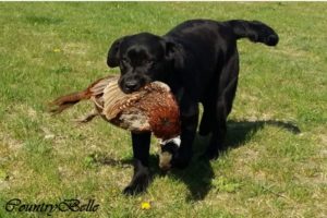 Countrybelle_labrador szuka_Hope_főkép