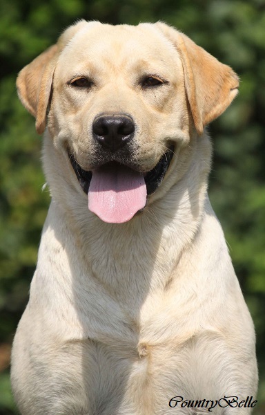 Countrybelle_sárga labrador szuka_Daisy_fej2