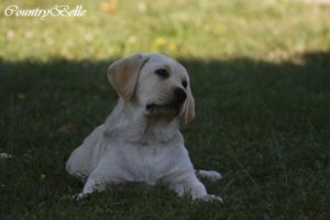 Countrybelle_sárga labrabrador szuka kiskutya_005