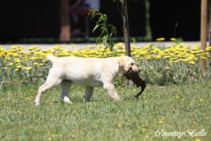 Countrybelle_sárga labrabrador szuka kiskutya_01