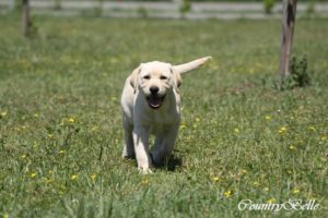Countrybelle_sárga labrabrador szuka kiskutya_02