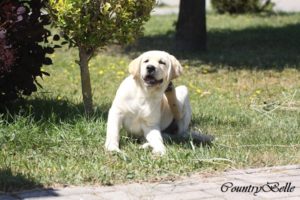 Countrybelle_sárga labrabrador szuka kiskutya_03