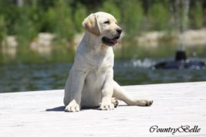 Countrybelle_sárga labrabrador szuka kiskutya_06