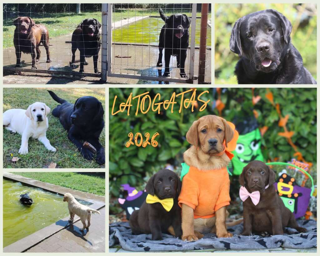 Countrybelle Labrador Kennel látogatás 2026