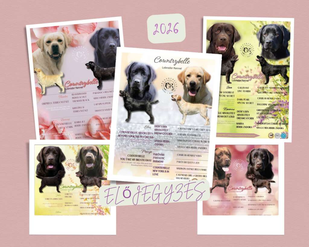 Countrybelle Labrador kennel előjegyzés 2026