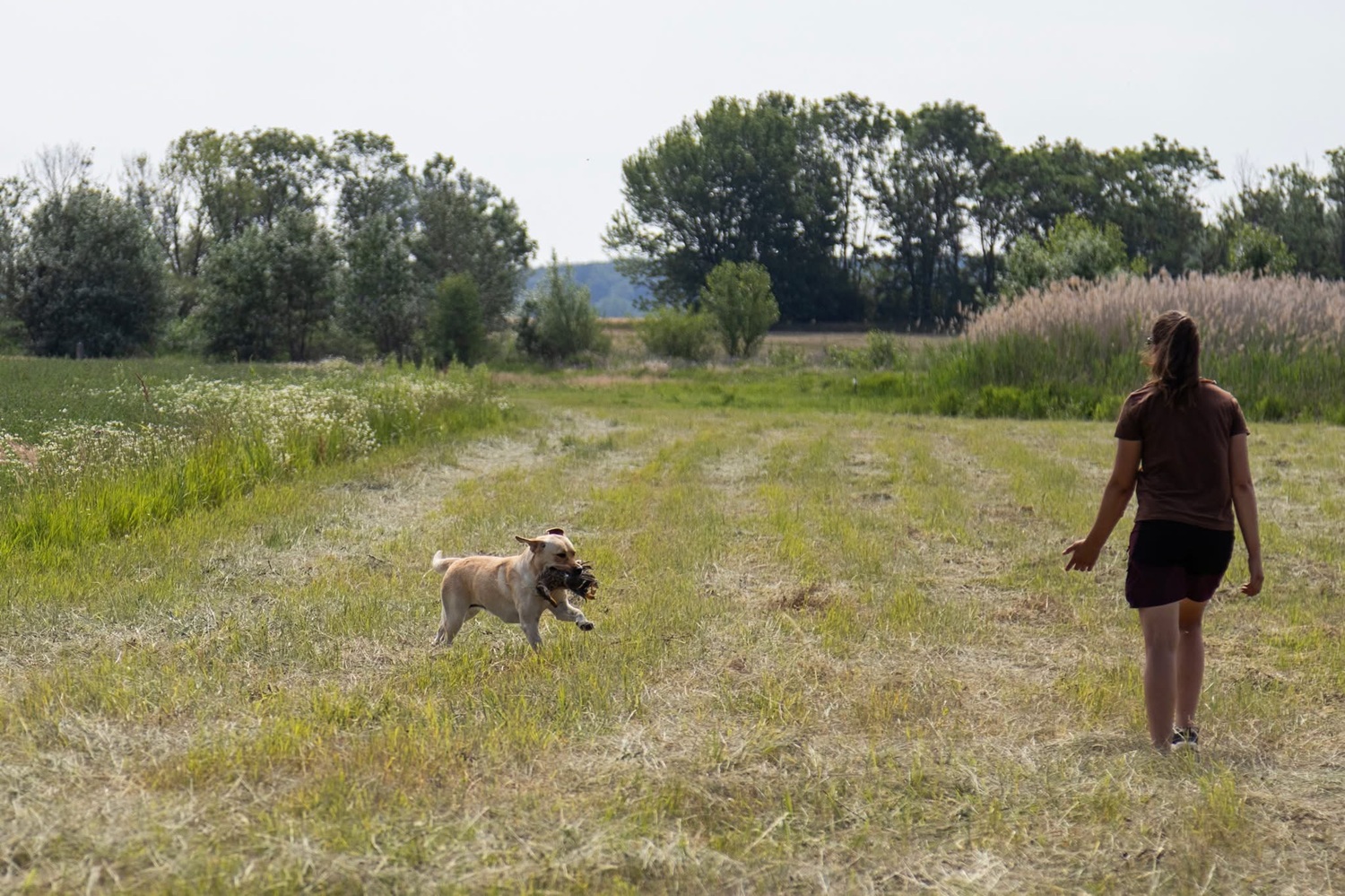 Képesség vizsga_labrador retriever_apport_kacsa_e