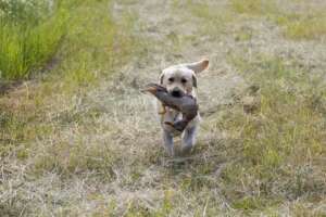 Képesség vizsga_labrador retriever_apport_kacsa_f