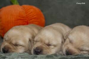 CountryBelle_eladó sárga labrador szuka_kiskutyák_02