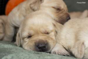 CountryBelle_eladó sárga labrador szuka_kiskutyák_06