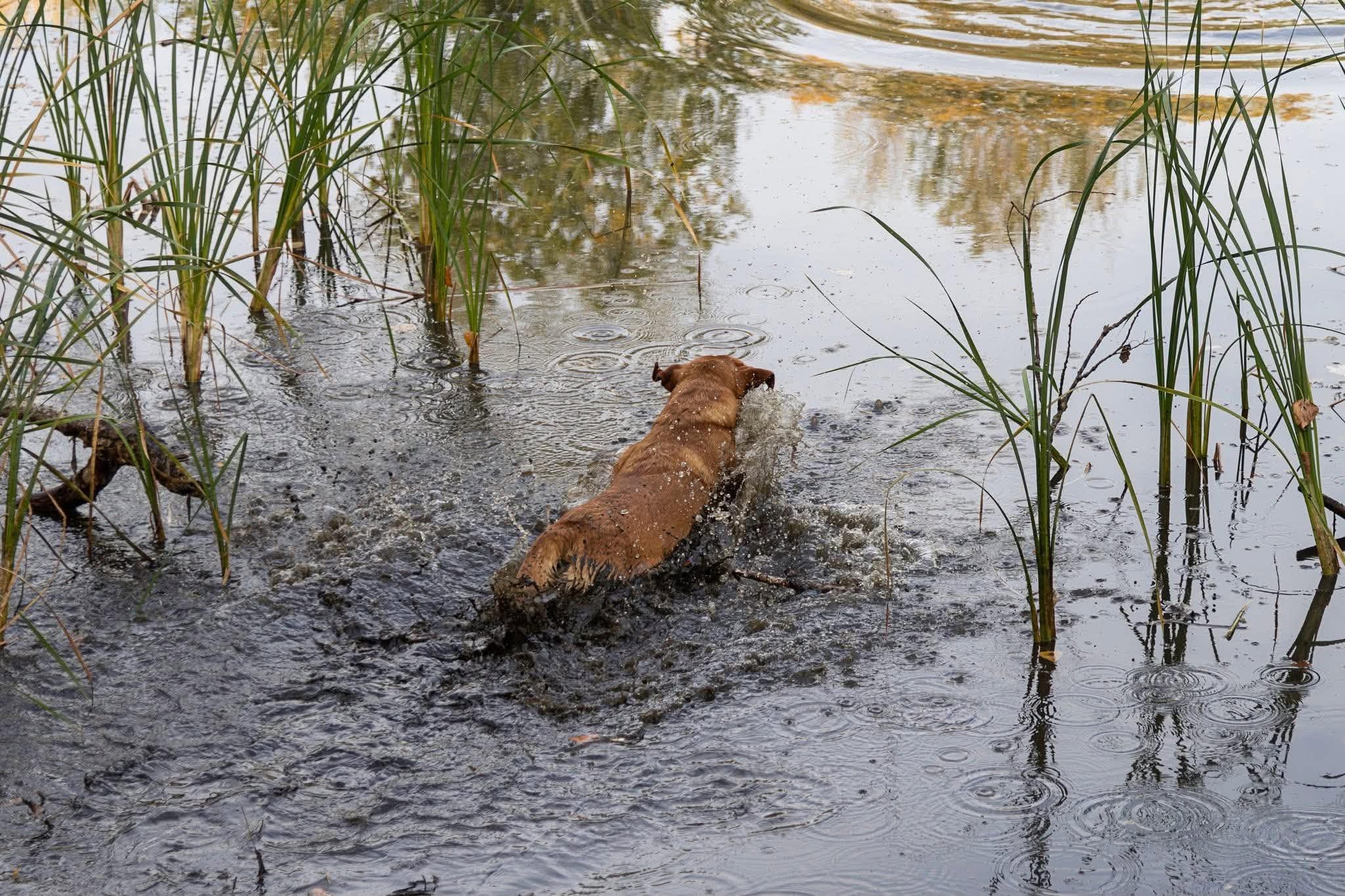 CountryBelle_rókavörös labrador vízi munka