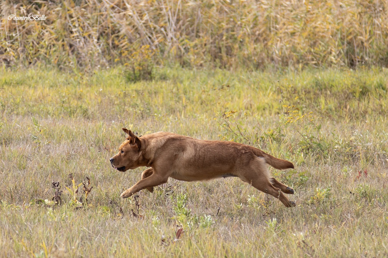 Countrybelle_Amber_futás