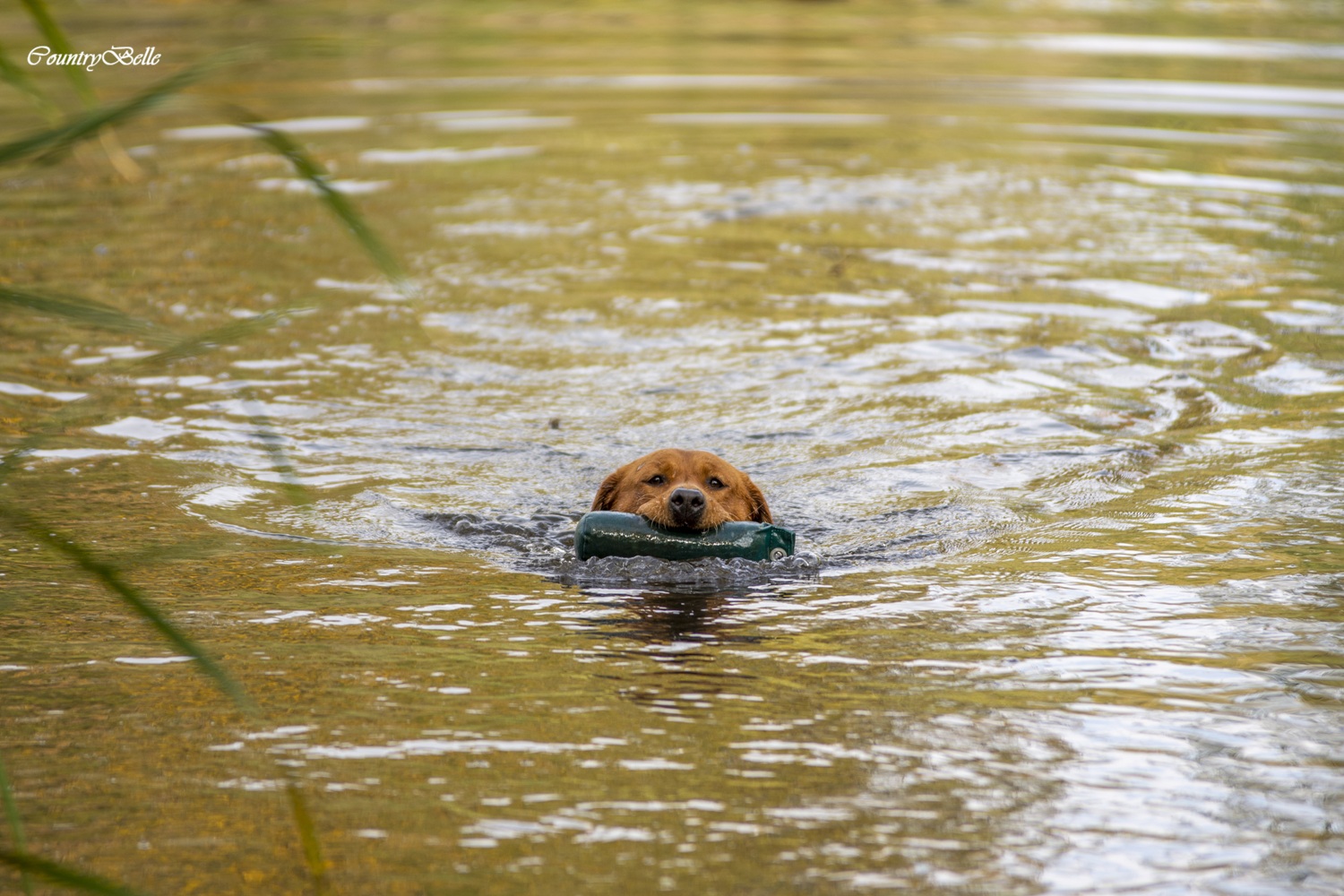 Countrybelle_Rave Rose od Himalájského cedru_rókavörös_labrador_vízimunka