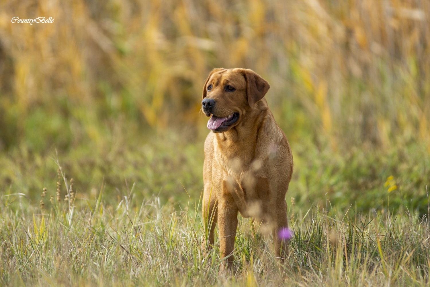Countrybelle_Rhea Amber od Himalájského cedru_rókavörös labrador_ mezei munka