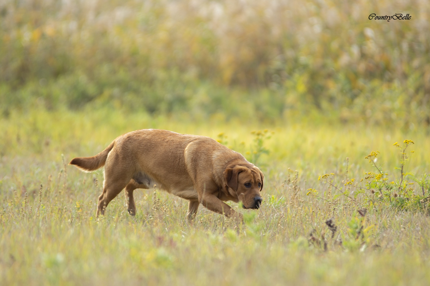 Countrybelle_Rhea Amber od Himalájského cedru_tenyészszemle orrhasználat