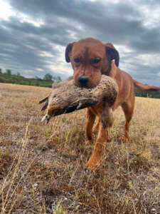 Countrybelle_Rose és a kacsa_02
